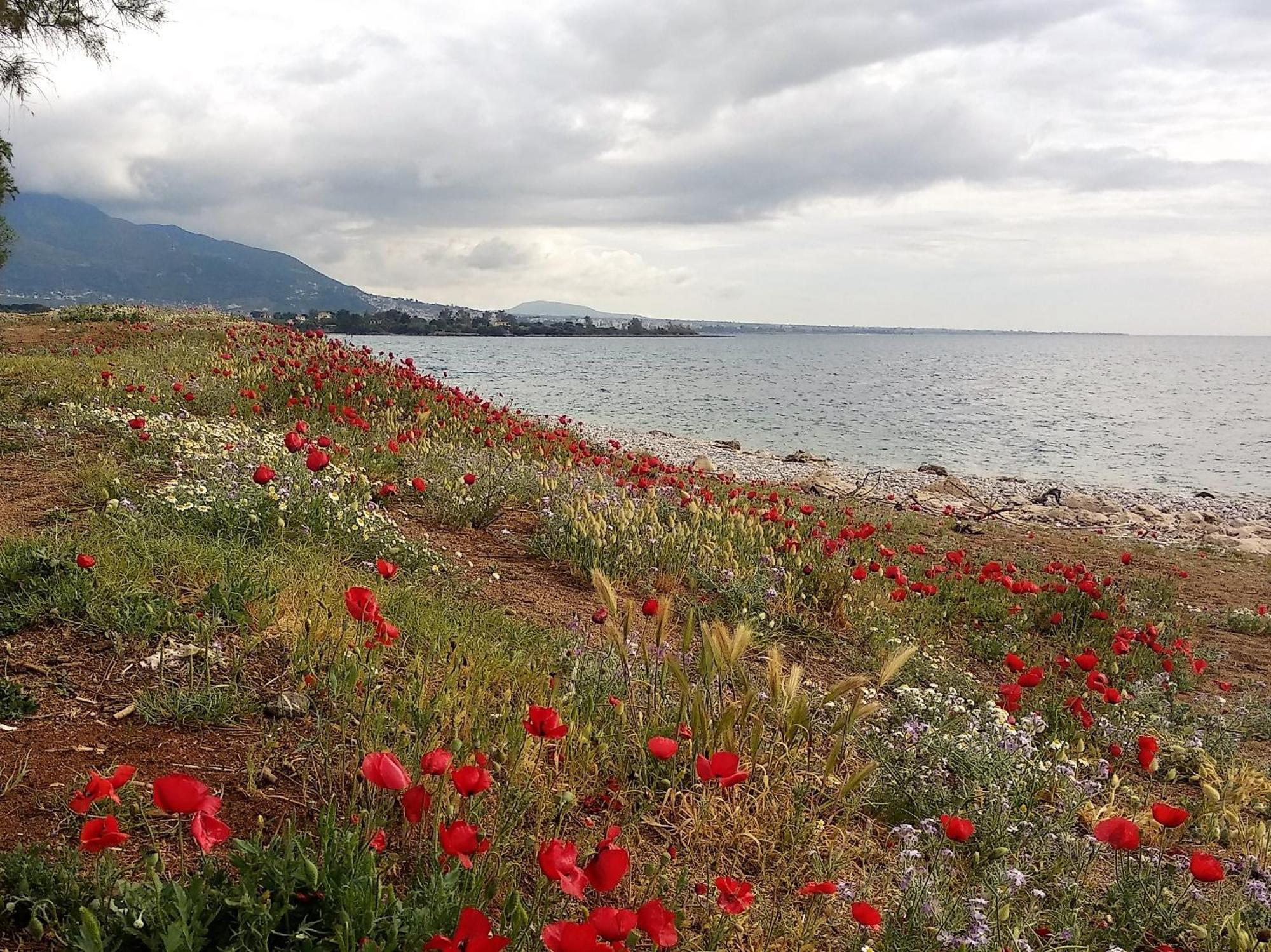 Ariadne Studio Kyparissia Exterior foto